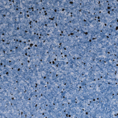 Standard Conductive 805 Sea фото 1 | FLOORDEALER