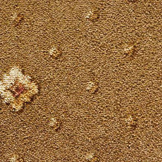 Ковролин Condor Carpets Asia 419 фото 1 | FLOORDEALER