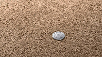 Ковролин Vorwerk Superior 1065/Viola Vorwerk 7g74 фото 1 | FLOORDEALER