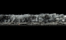 Balsan Carre Couture 990 Léon фото 6 | FLOORDEALER