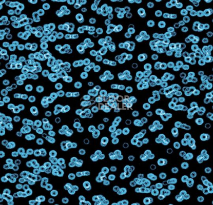 Ковролин Forbo Flotex Sottsass Bacteria 990105 фото 1 | FLOORDEALER