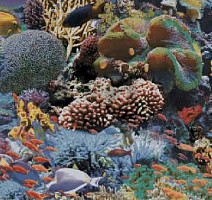 Ковролин Halbmond Pure Elements 13847 фото 1 | FLOORDEALER