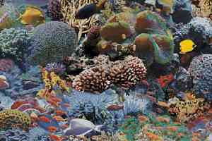 Ковролин Halbmond Pure Elements 13847 фото  | FLOORDEALER