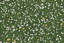 Ковролин Halbmond Pure Elements 13832 фото 1 | FLOORDEALER