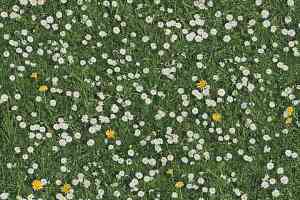 Ковролин Halbmond Pure Elements 13832 фото  | FLOORDEALER