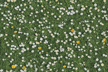 Ковролин Halbmond Pure Elements 13832 фото 1 | FLOORDEALER