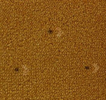 Ковролин Pullman Associated Weavers 54 фото 1 | FLOORDEALER