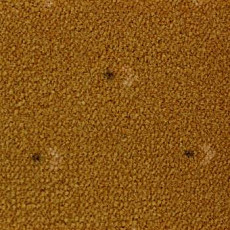 Ковролин Pullman Associated Weavers 54 фото 1 | FLOORDEALER