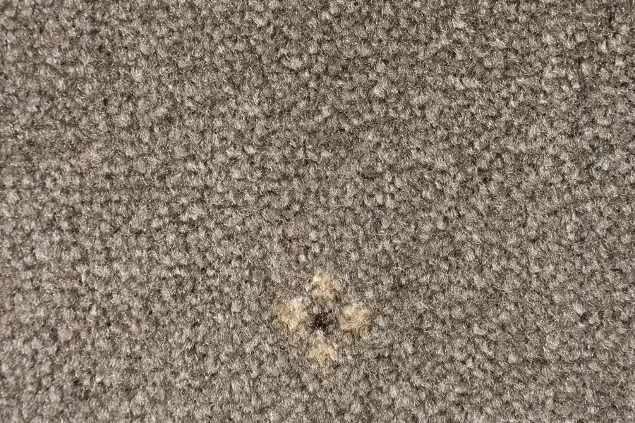 AW Animo AW Animo 49 фото 2 | FLOORDEALER