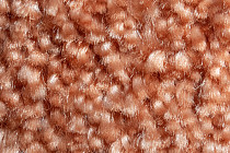 AW Masquerade Fedone 84 фото 2 | FLOORDEALER