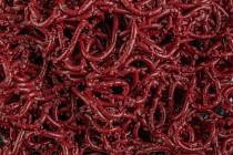 Forbo Coral Grip Md 6923/6943 Wine фото 2 | FLOORDEALER