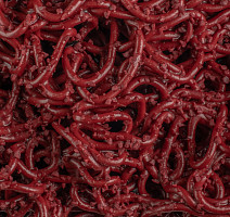 Forbo Coral Grip Md 6923/6943 Wine фото 2 | FLOORDEALER