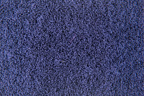 Flotex Colour s 482024 Penang Purple фото 3 | FLOORDEALER