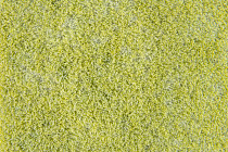 Flotex Colour Calgary 50*50 t 590014 Calgary Lime фото 2 | FLOORDEALER