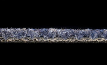 Desso Essence 8803 фото 3 | FLOORDEALER