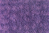 Flotex Colour Metro 5050 t 546034 Metro Lilac фото 2 | FLOORDEALER