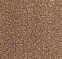 Ковролин Edel Tamino 125 фото 1 | FLOORDEALER