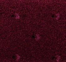 Ковролин Pullman Associated Weavers 11 фото 1 | FLOORDEALER