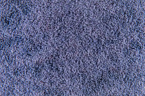 Flotex Colour Calgary 50*50 t 590022 Calgary Condor фото 3 | FLOORDEALER