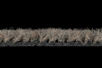 Coral Interior 1520 Desert Sand фото 4 | FLOORDEALER