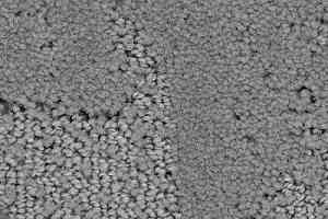 Ковролин Balsan Monaco 920 фото  | FLOORDEALER