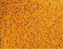 Искусственная трава Деко Цветная 20мм Оранжевый фото 1 | FLOORDEALER