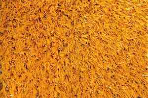 Искусственная трава Деко Цветная 20мм Оранжевый фото  | FLOORDEALER