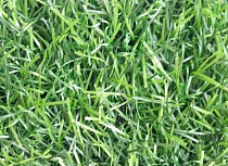 Искусственная трава EcoGreen EcoGreen фото 1 | FLOORDEALER