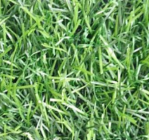Искусственная трава EcoGreen EcoGreen фото 1 | FLOORDEALER