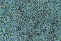 Flotex Colour s 290004 Calgary Menthol фото 3 | FLOORDEALER