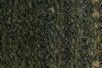 Coral Interior 1518 Rain Forest фото 3 | FLOORDEALER