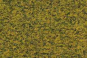 Ковровая плитка Desso Tempra 6203 фото  | FLOORDEALER