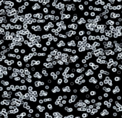 Ковролин Flotex Sottsass Bacteria 990106 фото 1 | FLOORDEALER