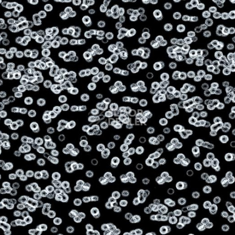 Ковролин Forbo Flotex Sottsass Bacteria 990106 фото 1 | FLOORDEALER