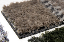 Coral Interior 1520 Desert Sand фото 5 | FLOORDEALER