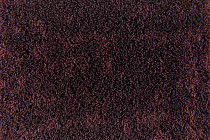 Flotex Colour Metro 5050 t 546027 Metro Burgundy фото 3 | FLOORDEALER