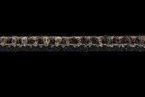 Escom Coral 5411 фото 4 | FLOORDEALER