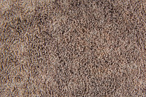 Flotex Colour Calgary 50*50 t 590023 Calgary Espresso фото 3 | FLOORDEALER