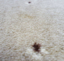 Ковролин Balta ITC Palace New Palace фото 1 | FLOORDEALER