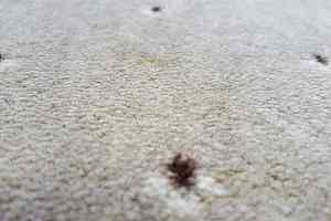 Ковролин Balta ITC Palace New Palace фото  | FLOORDEALER