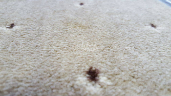 Ковролин Balta ITC Palace New Palace фото 1 | FLOORDEALER