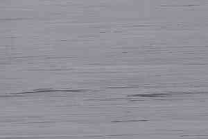 Линолеум Lino Fatra Garis 295 фото  | FLOORDEALER