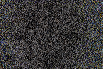 Flotex Colour s 290002 Calgary Grey фото 3 | FLOORDEALER