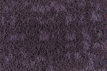 Flotex Colour s 246016 Metro Grape фото 3 | FLOORDEALER