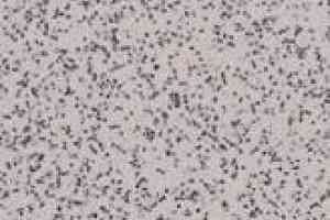 Линолеум Apoluza SportFloor PVC Emery Safety BXSF20-7201 фото  | FLOORDEALER