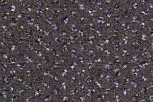 Ковролин Balsan Signature 790 фото  | FLOORDEALER