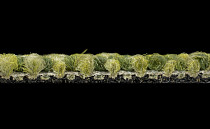 Desso Desert 7184 фото 4 | FLOORDEALER