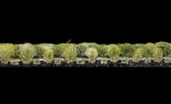 Desso Desert 7184 фото 4 | FLOORDEALER