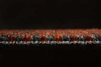 AW Marvel 89 фото 3 | FLOORDEALER