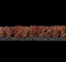 Coral Interior 1513 Savanna Sunset фото 4 | FLOORDEALER